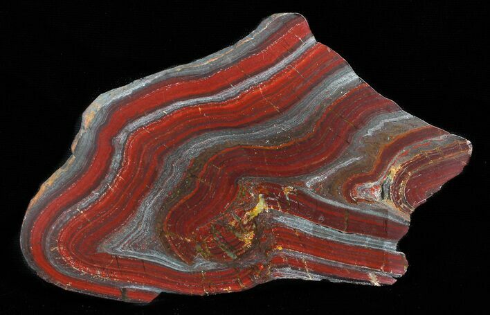 Polished Tiger Iron Stromatolite - ( Billion Years) #62711